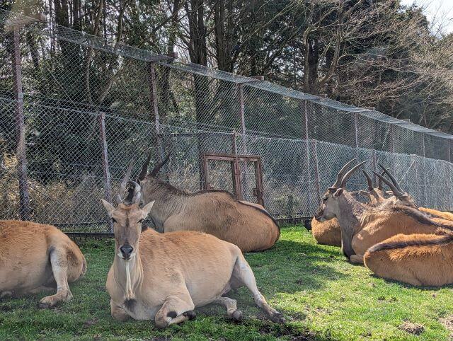 大分アフリカンサファリのサファリゾーンにいるエランドの画像